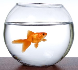 Goldfish in an aquarium